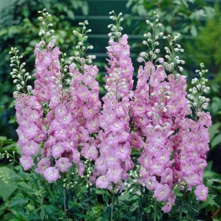 delphinium_larkspur_guinevere-2.webp