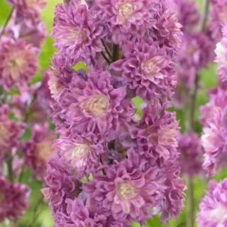 delphinium_larkspur_highlander-flamenco_1-3.webp