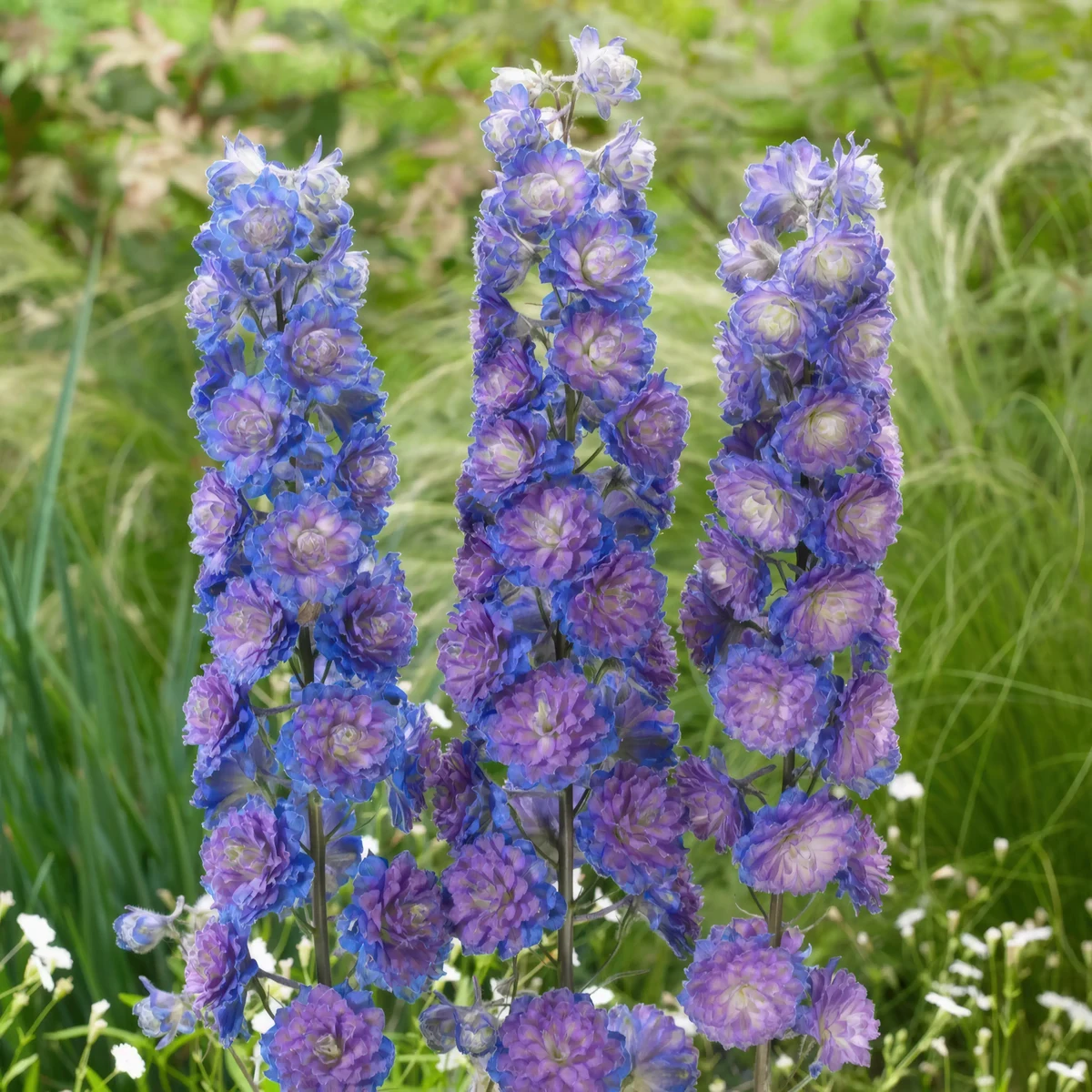 delphinium_larkspur_highlander-sweet-sensation-2.webp