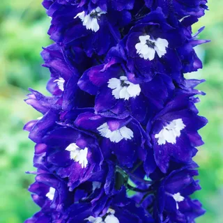delphinium_larkspur_king-arthur_2-2.webp