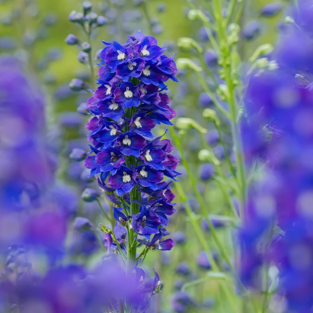 delphinium_larkspur_king-arthur_1-2.webp