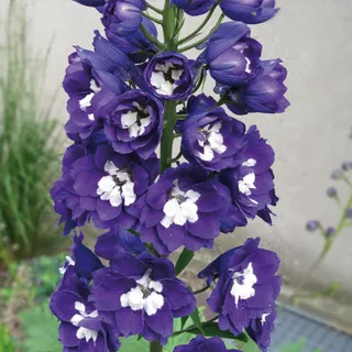 delphinium_larkspur_magic-fountain-blue_1-2.webp