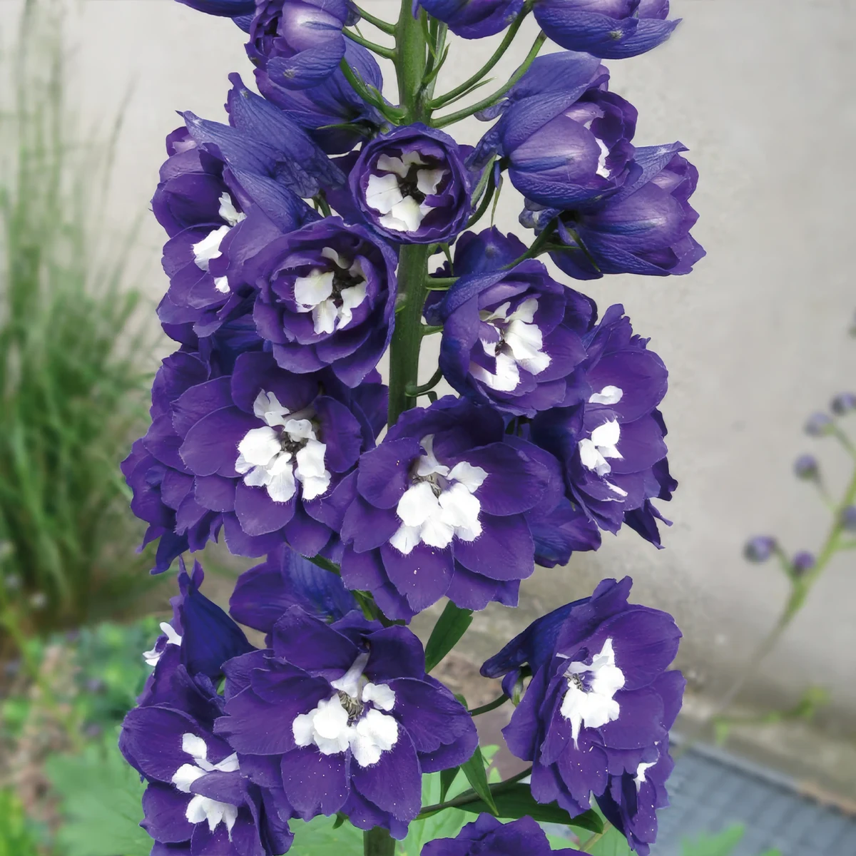 delphinium_larkspur_magic-fountain-blue_1-2.webp