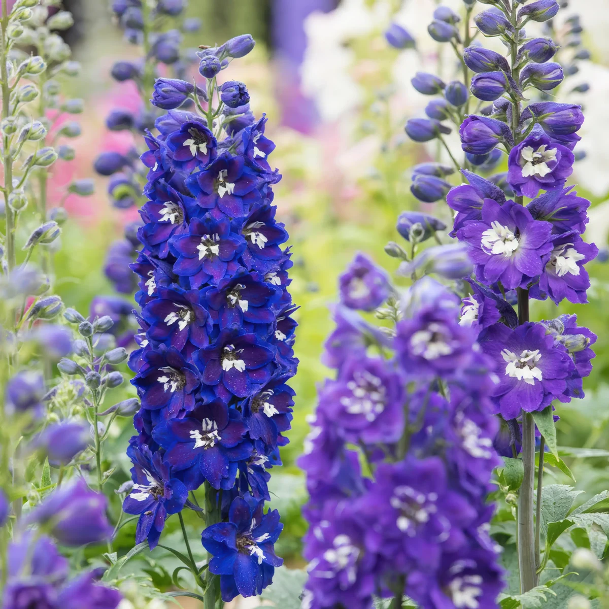 delphinium_larkspur_magic-fountain-blue_2-2.webp