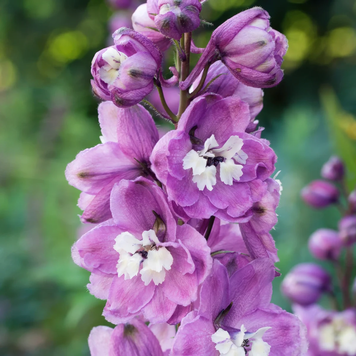 delphinium_larkspur_magic-fountain-cherry-2.webp
