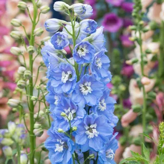delphinium_larkspur_magic-fountain-sky-blue-2.webp