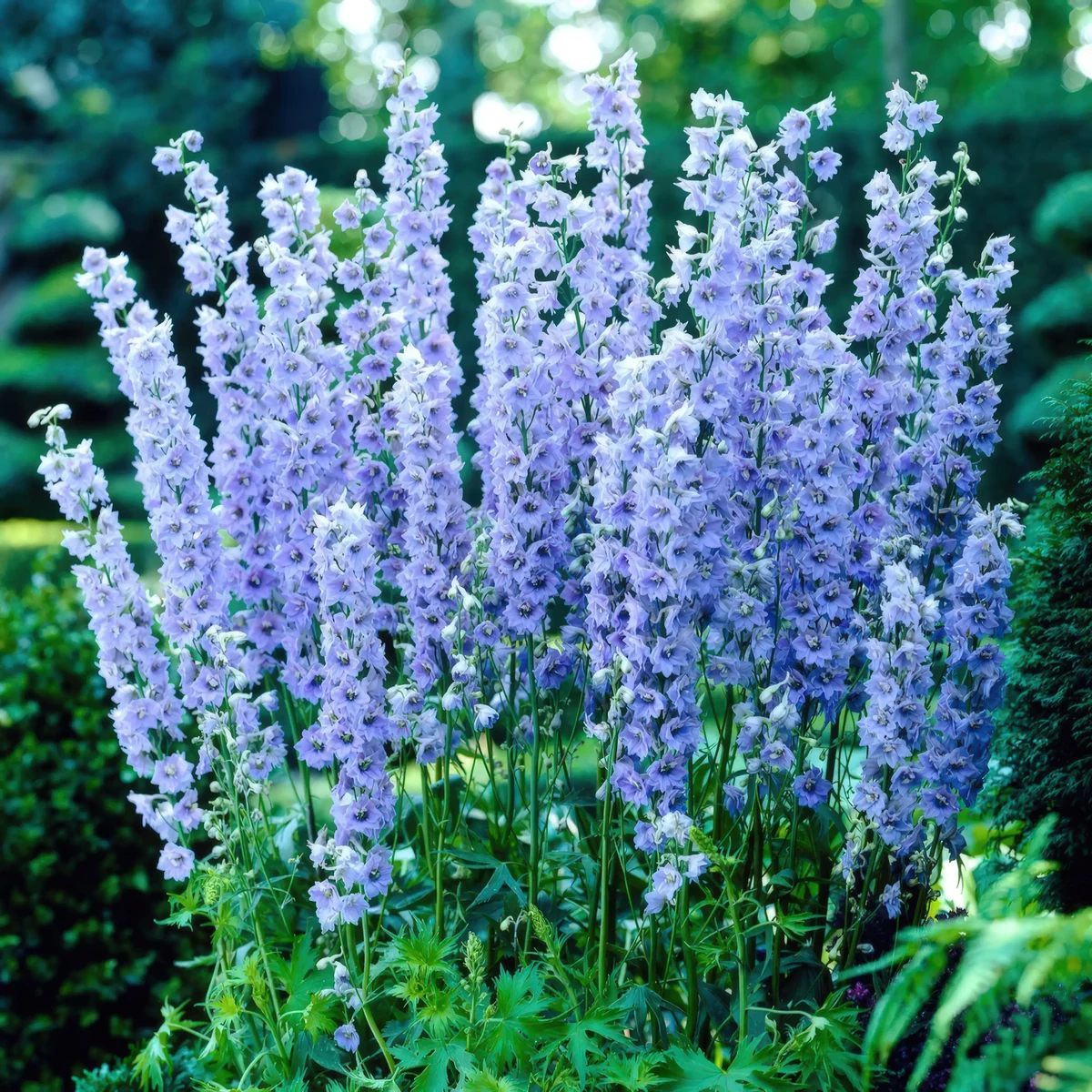 delphinium_larkspur_summer-skies_2-2.webp