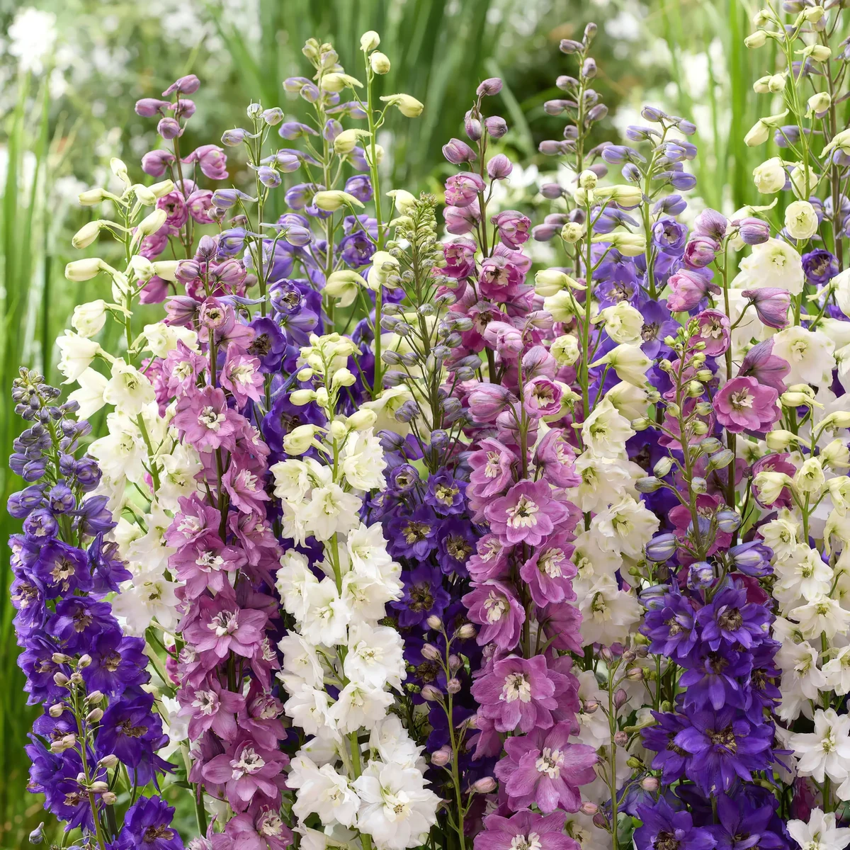 delphinium-larkspur-pacific-giants-mixed-2.webp