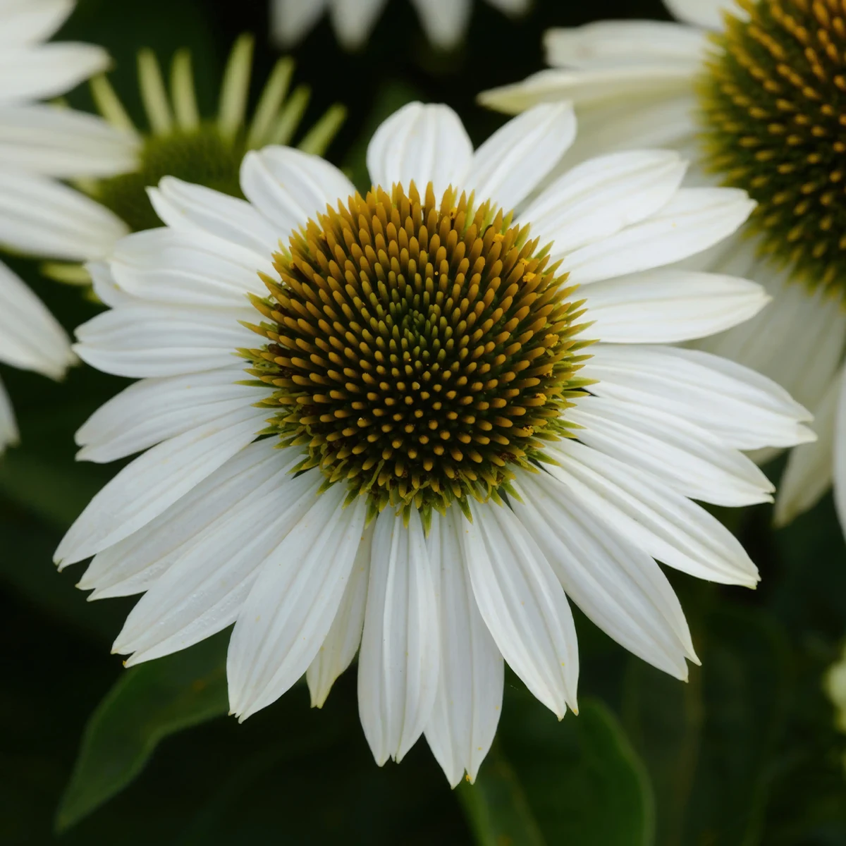 echinacea-powwow-white_1-2.webp