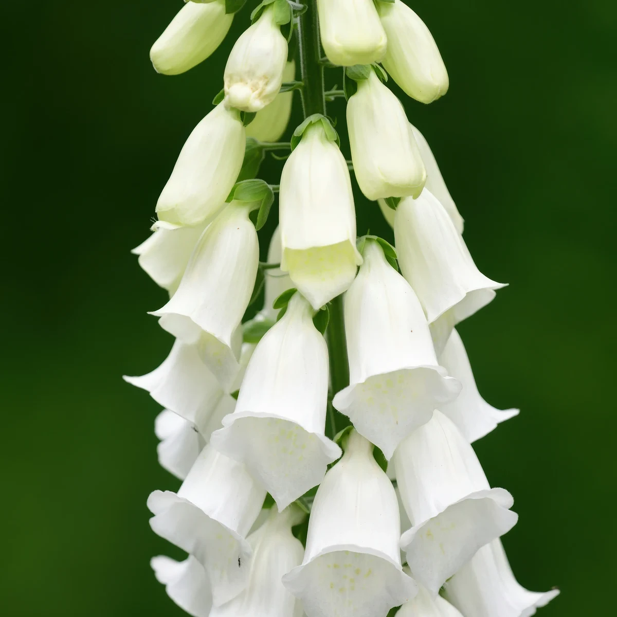 foxglove-digitalis-alba_2-2.webp