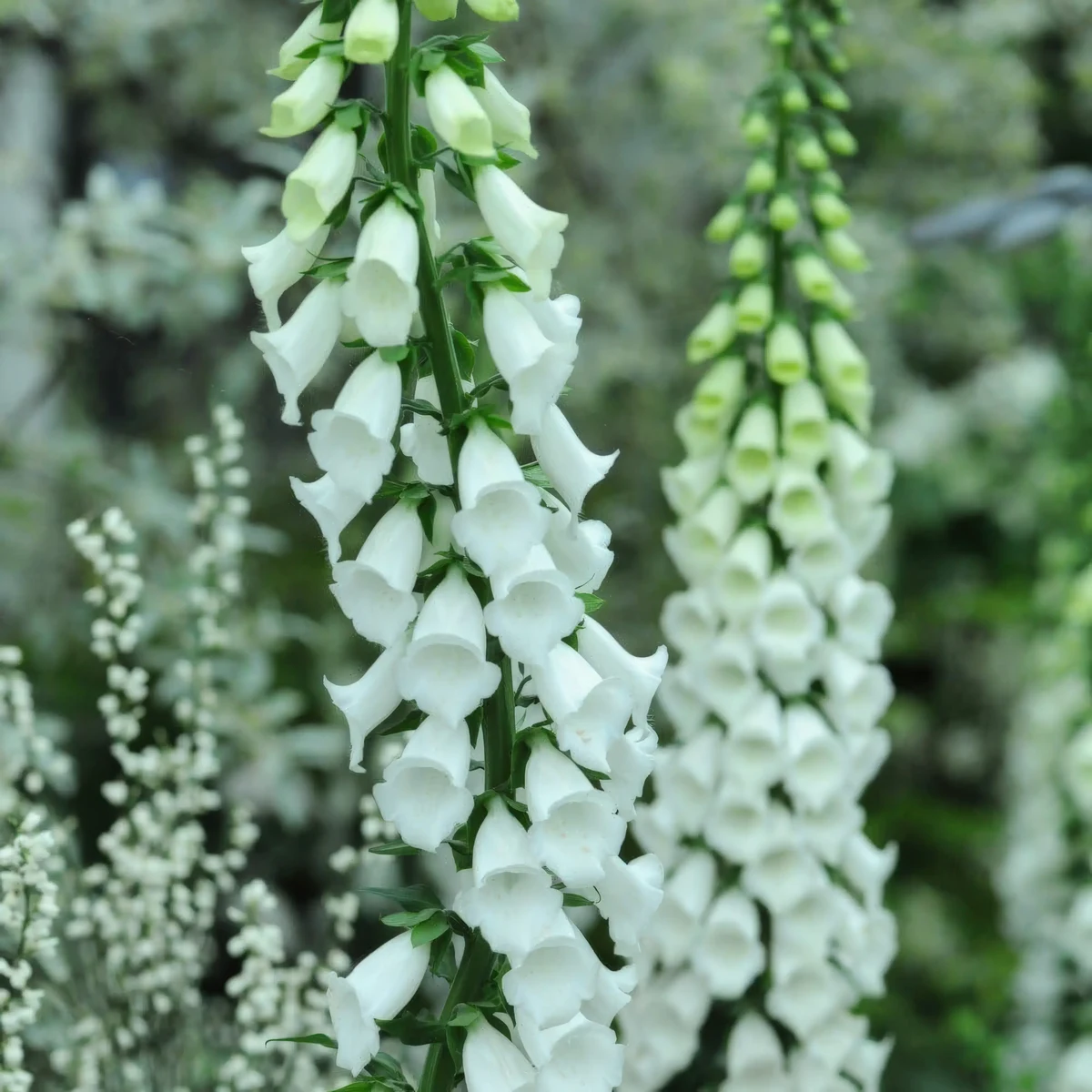 foxglove-digitalis-albiflora_4-2.webp