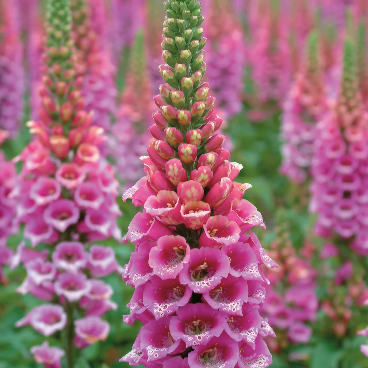 foxglove-digitalis-candy_mountain_2-4.webp