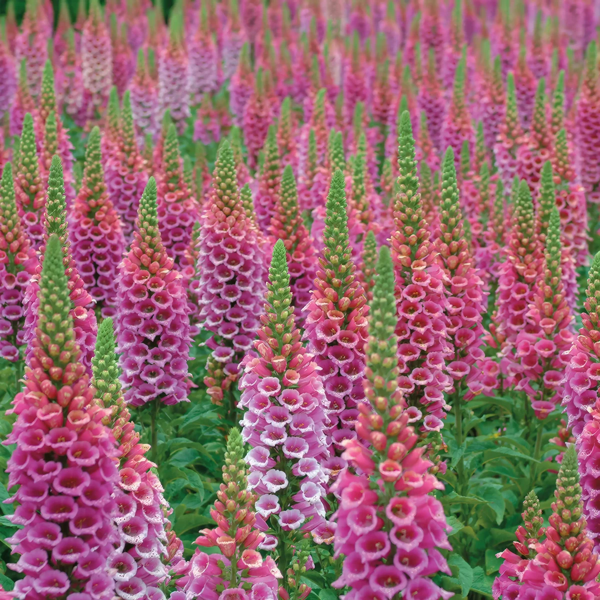 foxglove-digitalis-candy_mountain_1-3.webp