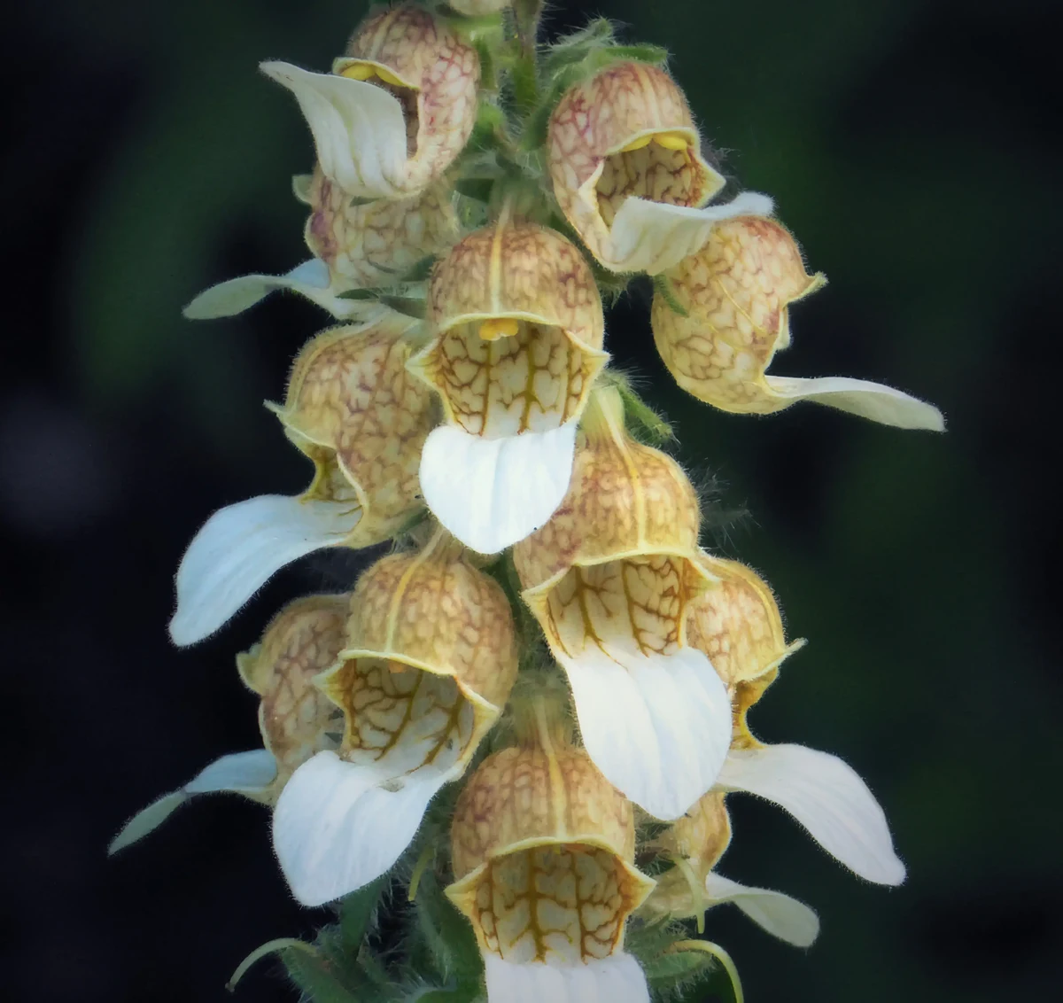 foxglove-digitalis-lanata-cafe_creme_2-2.webp