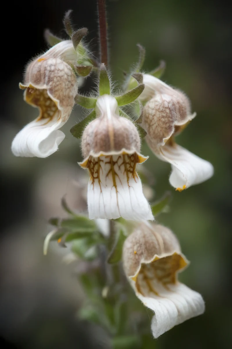foxglove-digitalis-lanata-cafe_creme_3-2.webp