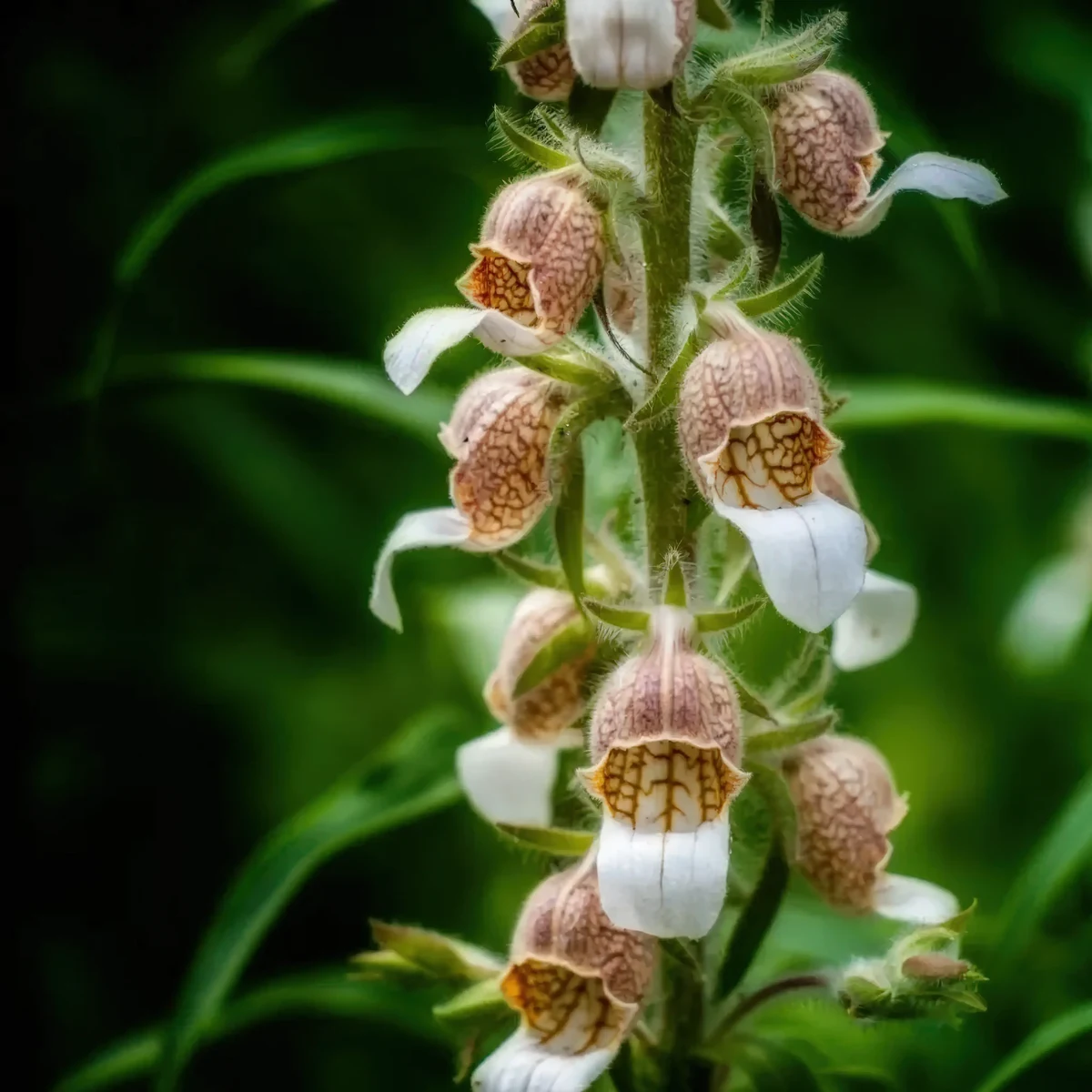 foxglove-digitalis-lanata-cafe_creme_4-2.webp