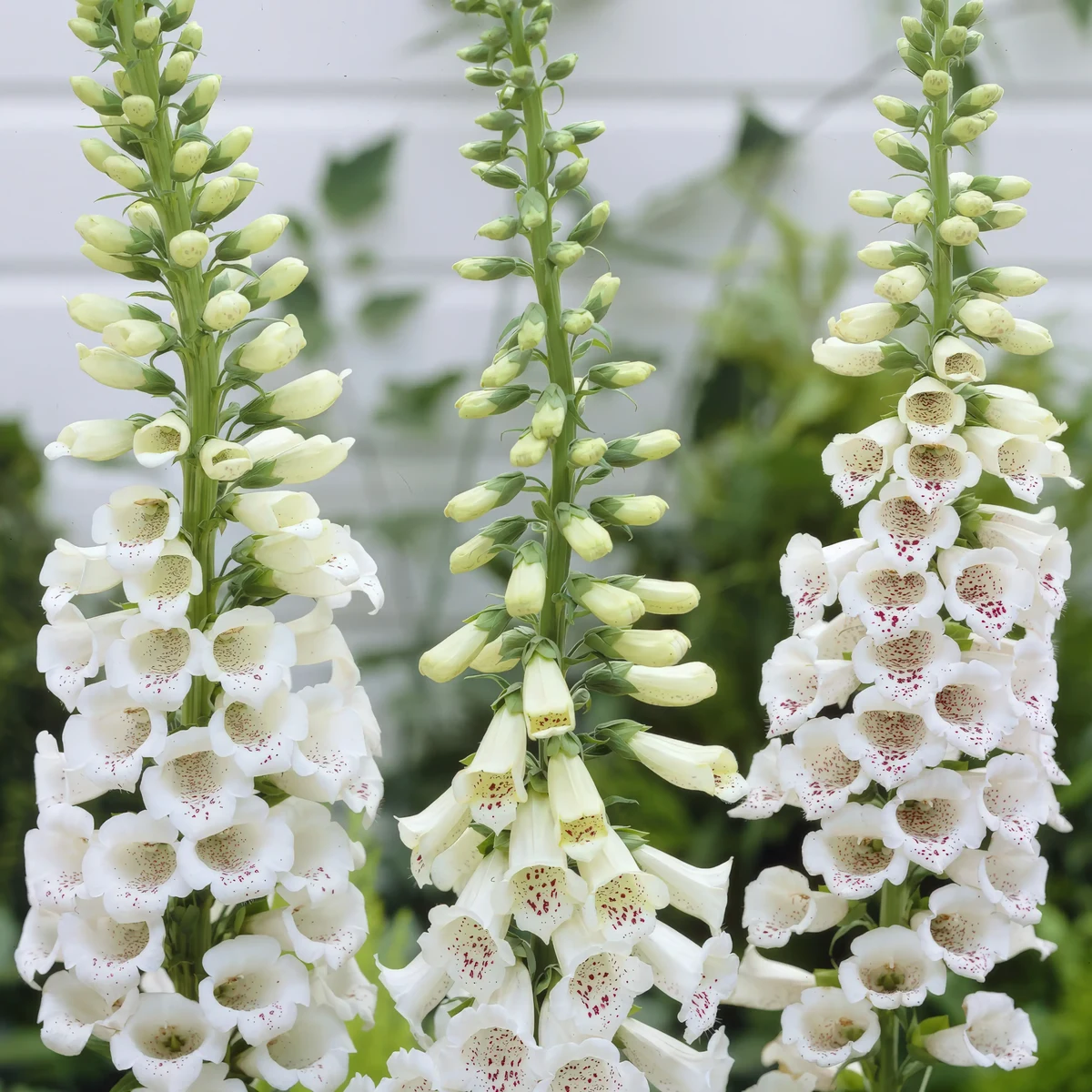 foxglove-digitalis-alba_1-1.webp