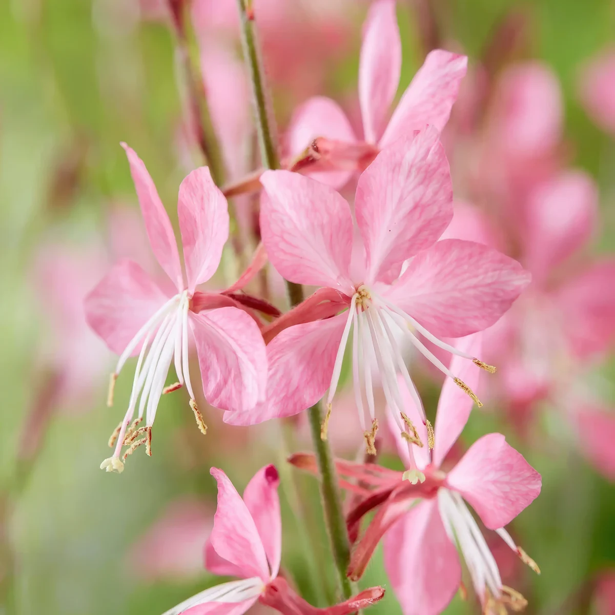 gaura-siskyou-pink_1-2.webp