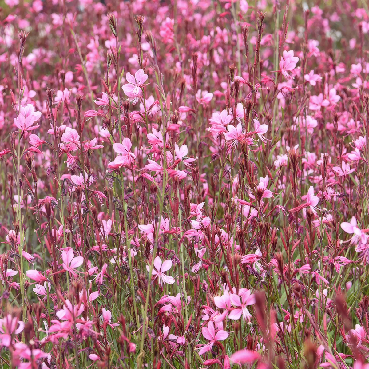 gaura-siskyou-pink_2-2.webp