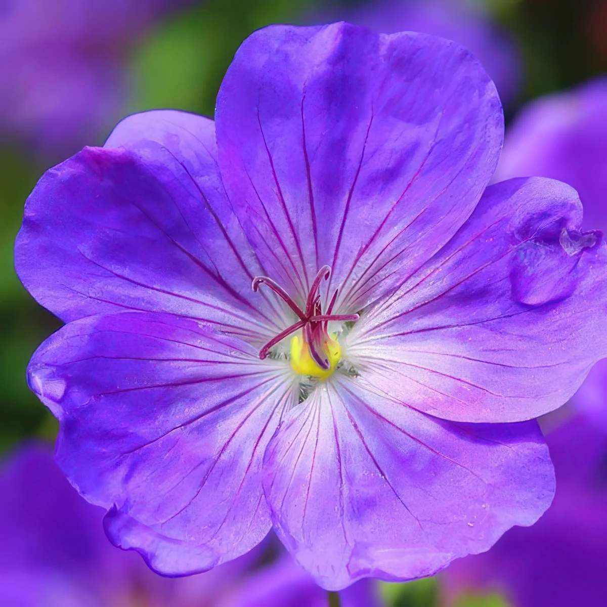 geranium-cranesbill-kashmir-purple_1-6.webp