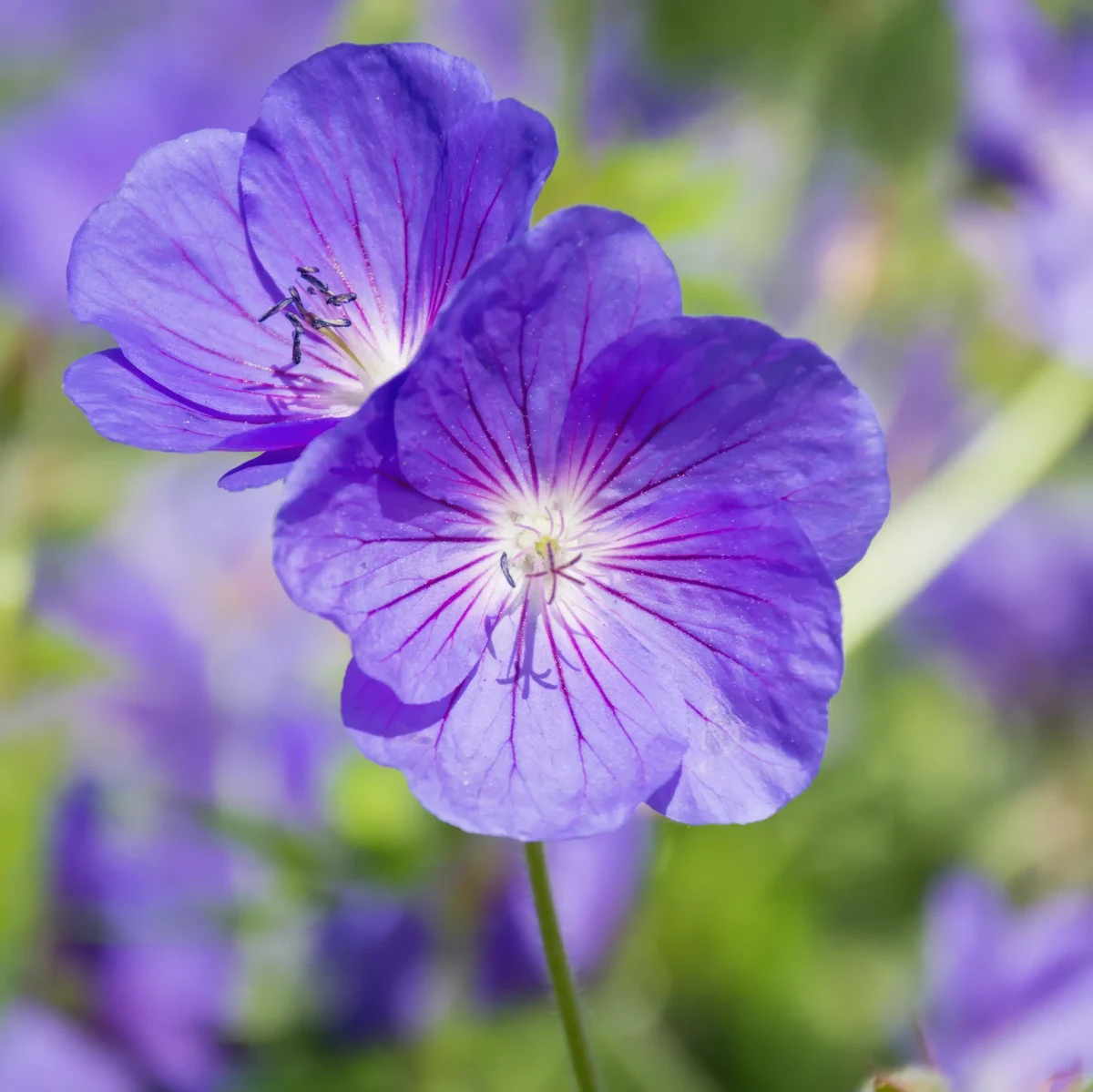 geranium-cranesbill-kashmir-purple_2-5.webp