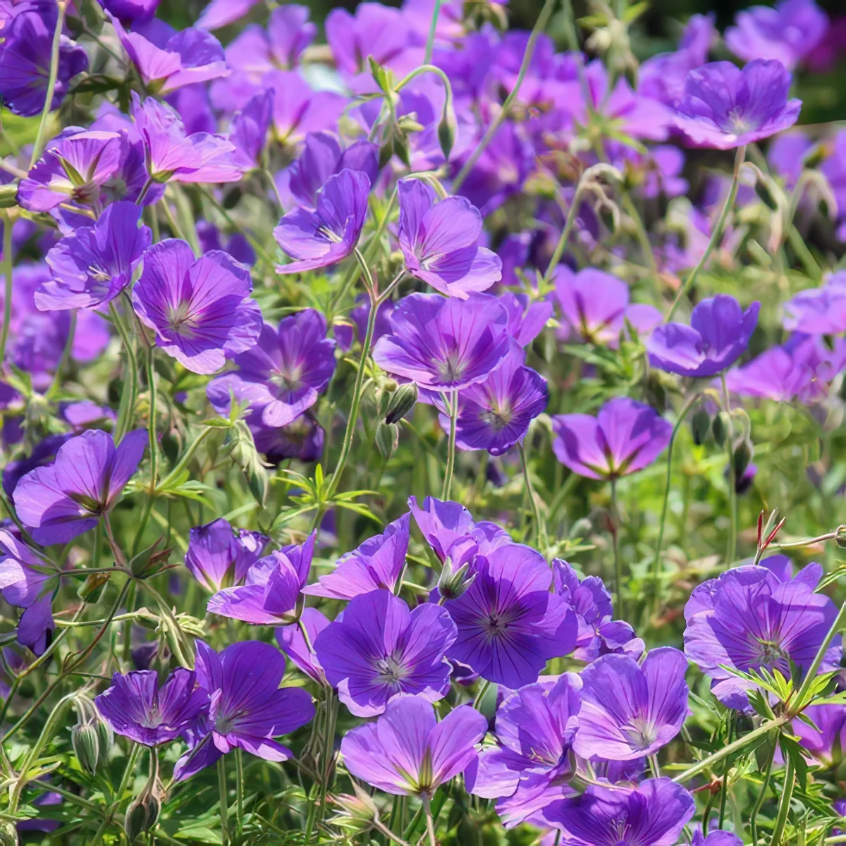 geranium-cranesbill-kashmir-purple_3-1.webp