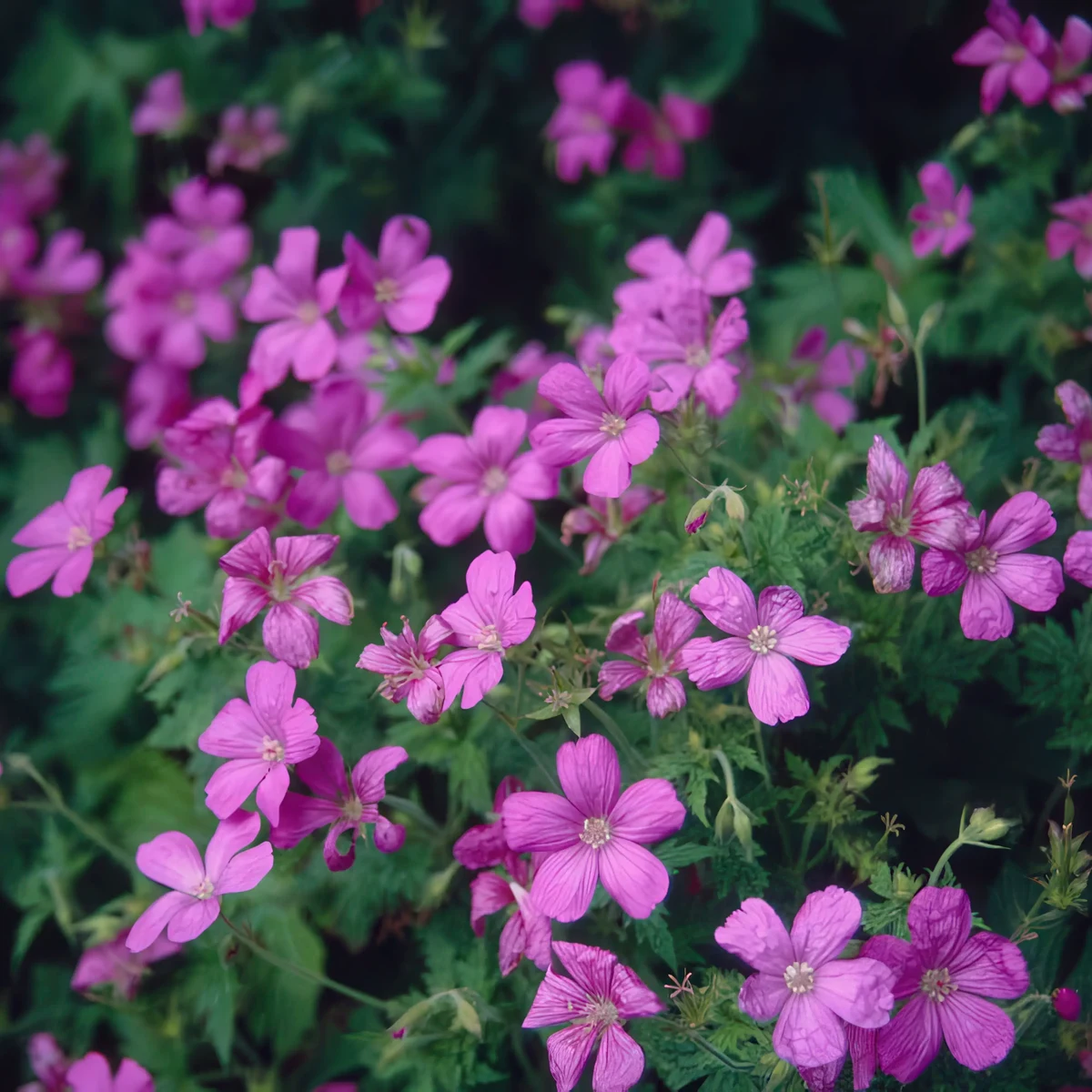 geranium-endressii_5-2.webp