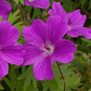 geranium-sanguineum-bloody-cranesbill_1-3.webp