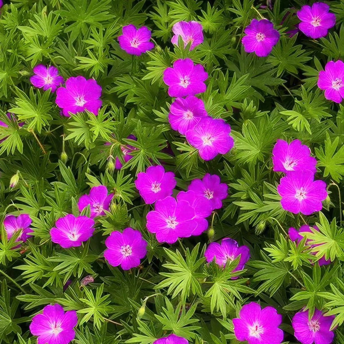 geranium-sanguineum-bloody-cranesbill_3-3.webp