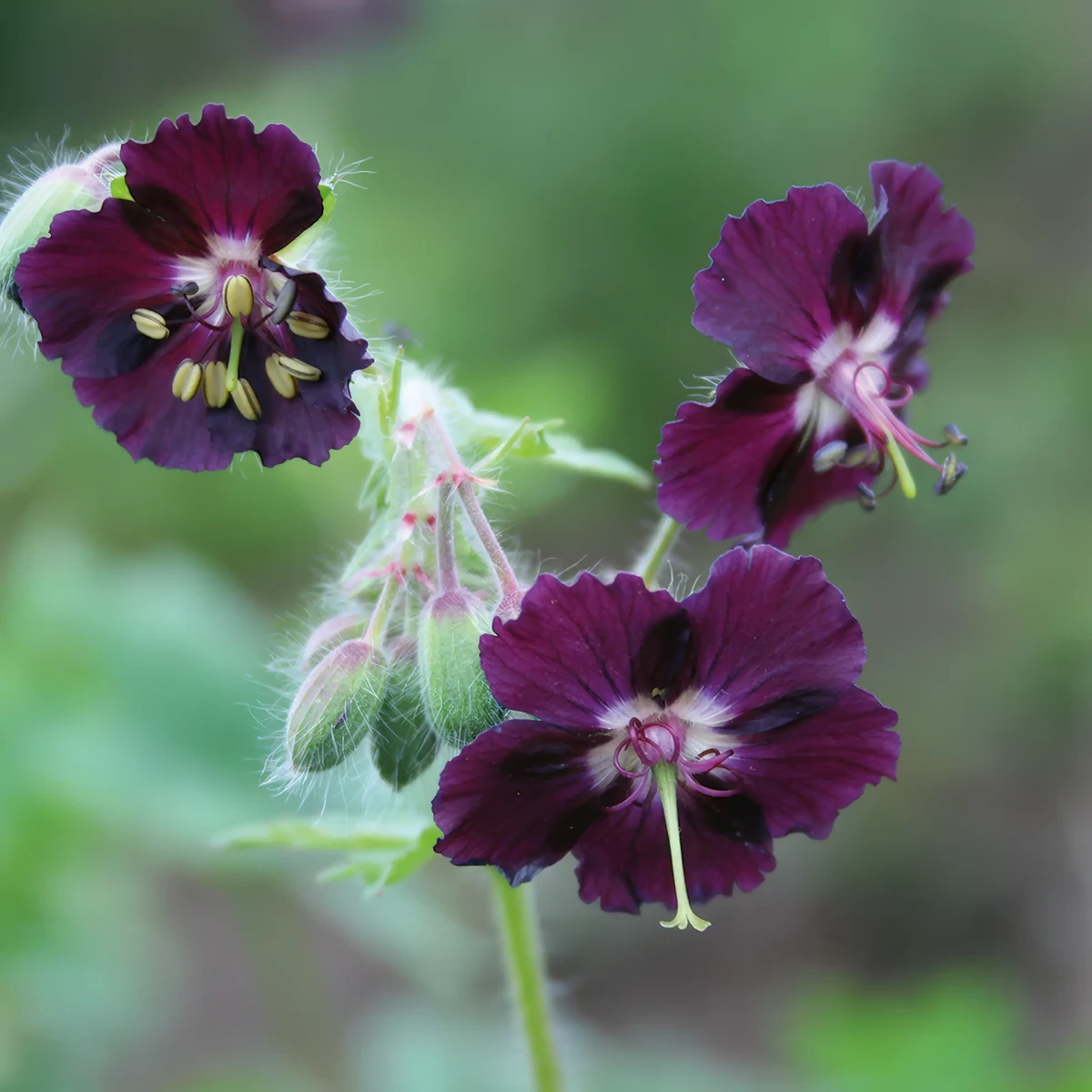 geranium-samabor_1-2.webp