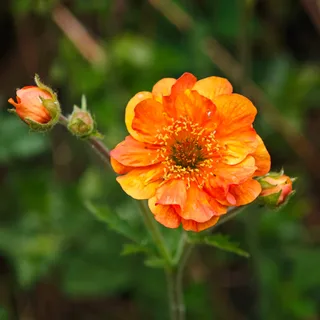 geum-avens-kariskaer_1-3.webp