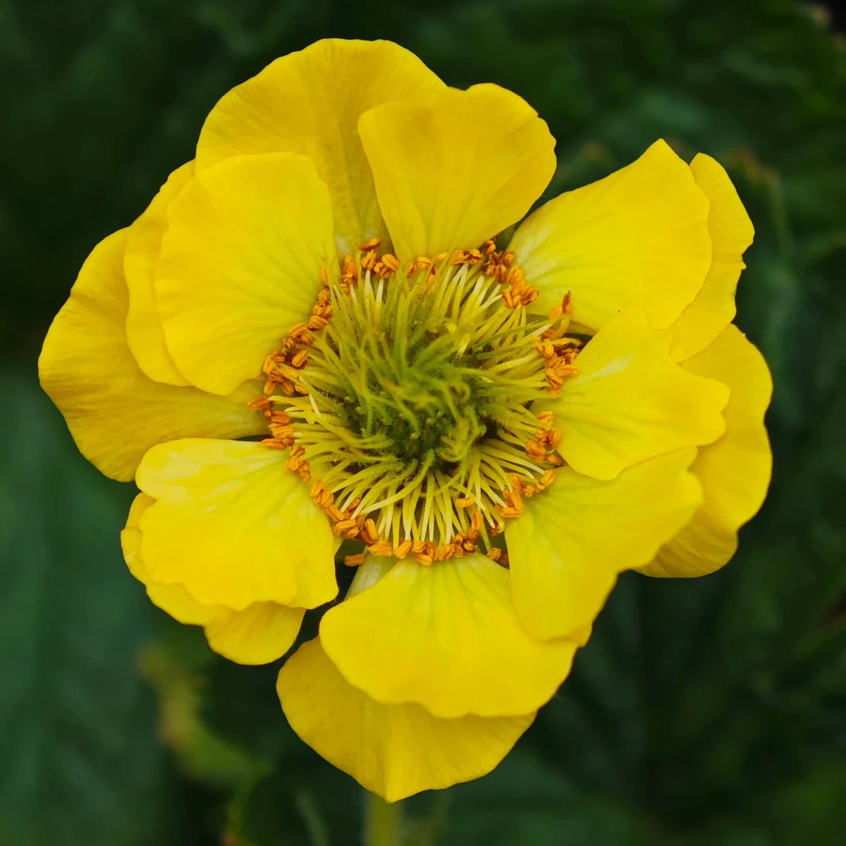 geum-avens-lemon-drops_1-2.webp