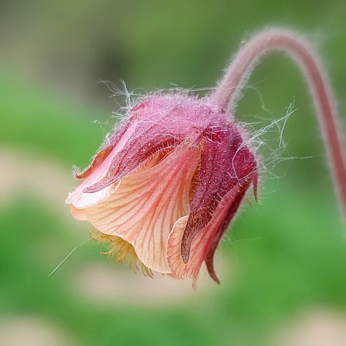geum-avens-water_1-2.webp