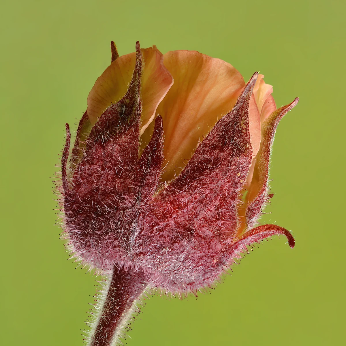 geum-avens-water_3-2.webp