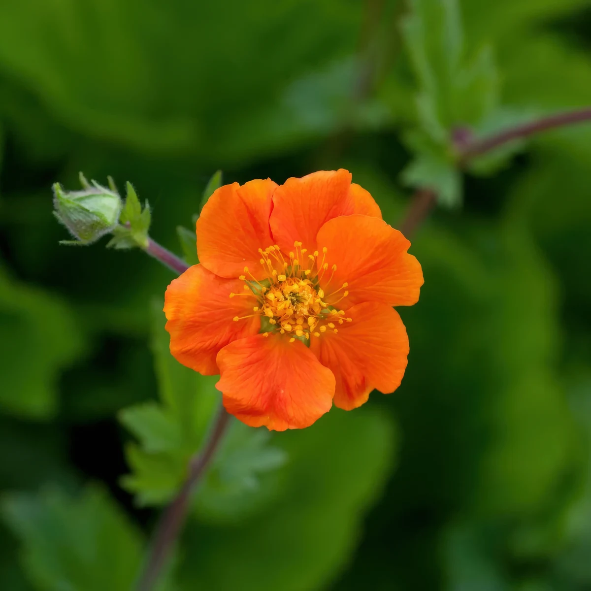 geum_avens_queen-of-orange_1-2.webp