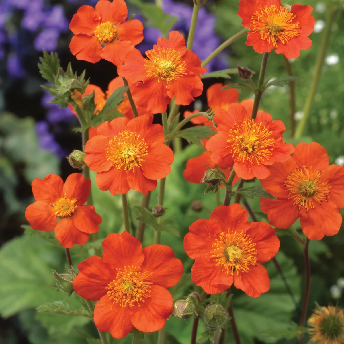 geum_avens_queen-of-orange_2-2.webp