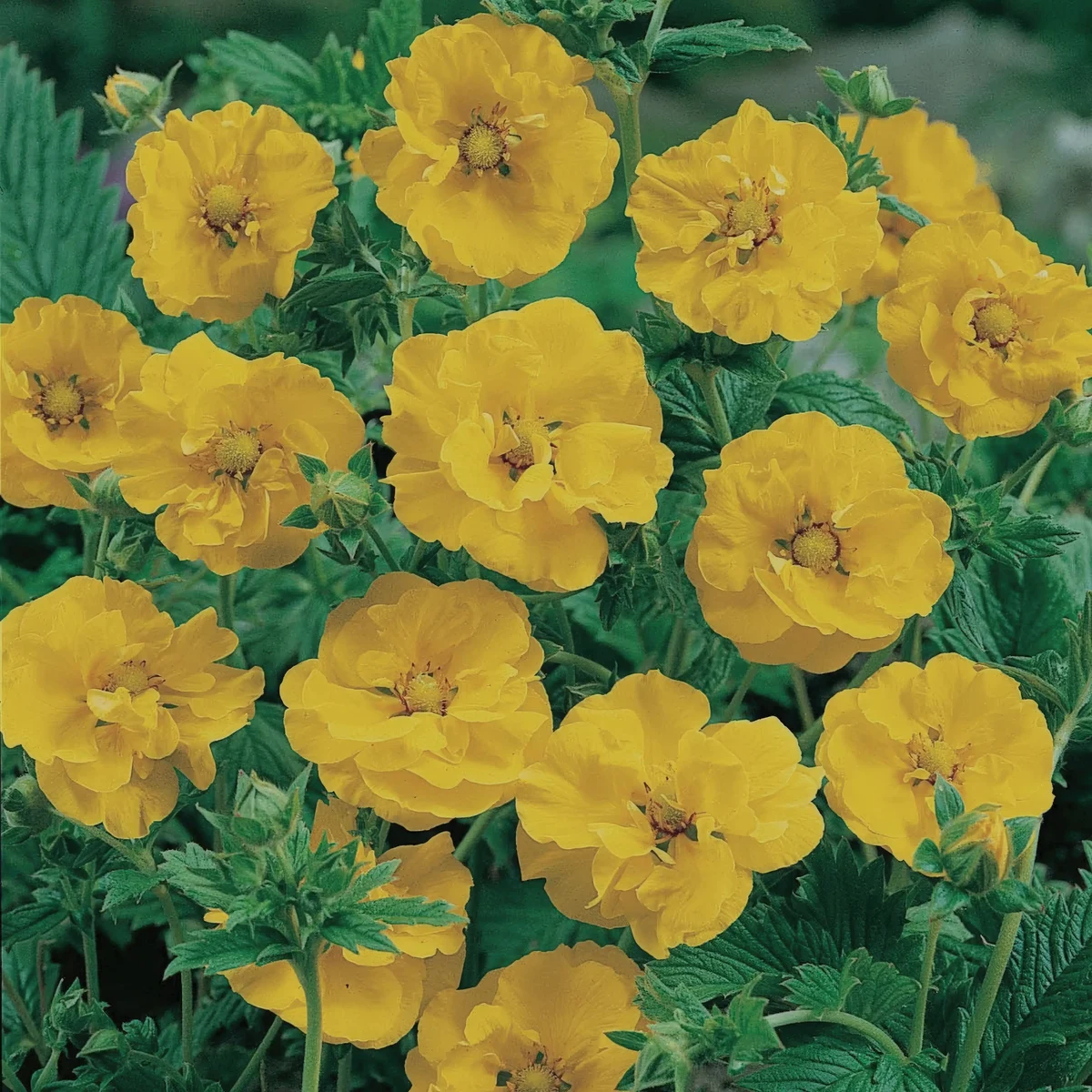 geum_avens_lady-stratheden_2-4.webp