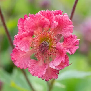 geum_avens_pink-petticoats-2.webp