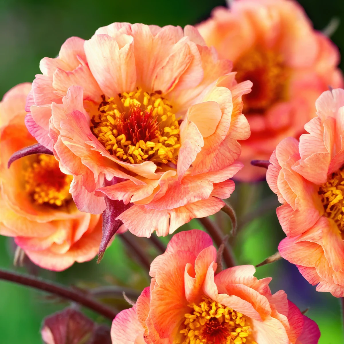 geum_avens_mai-tai-3.webp
