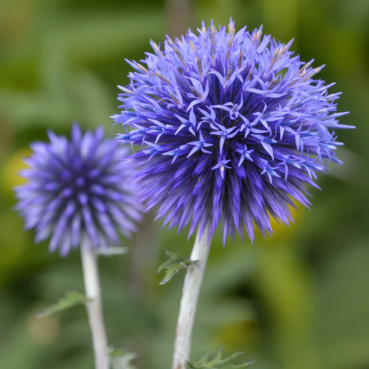 globe_thistle-echinops-ritro_1-4.webp