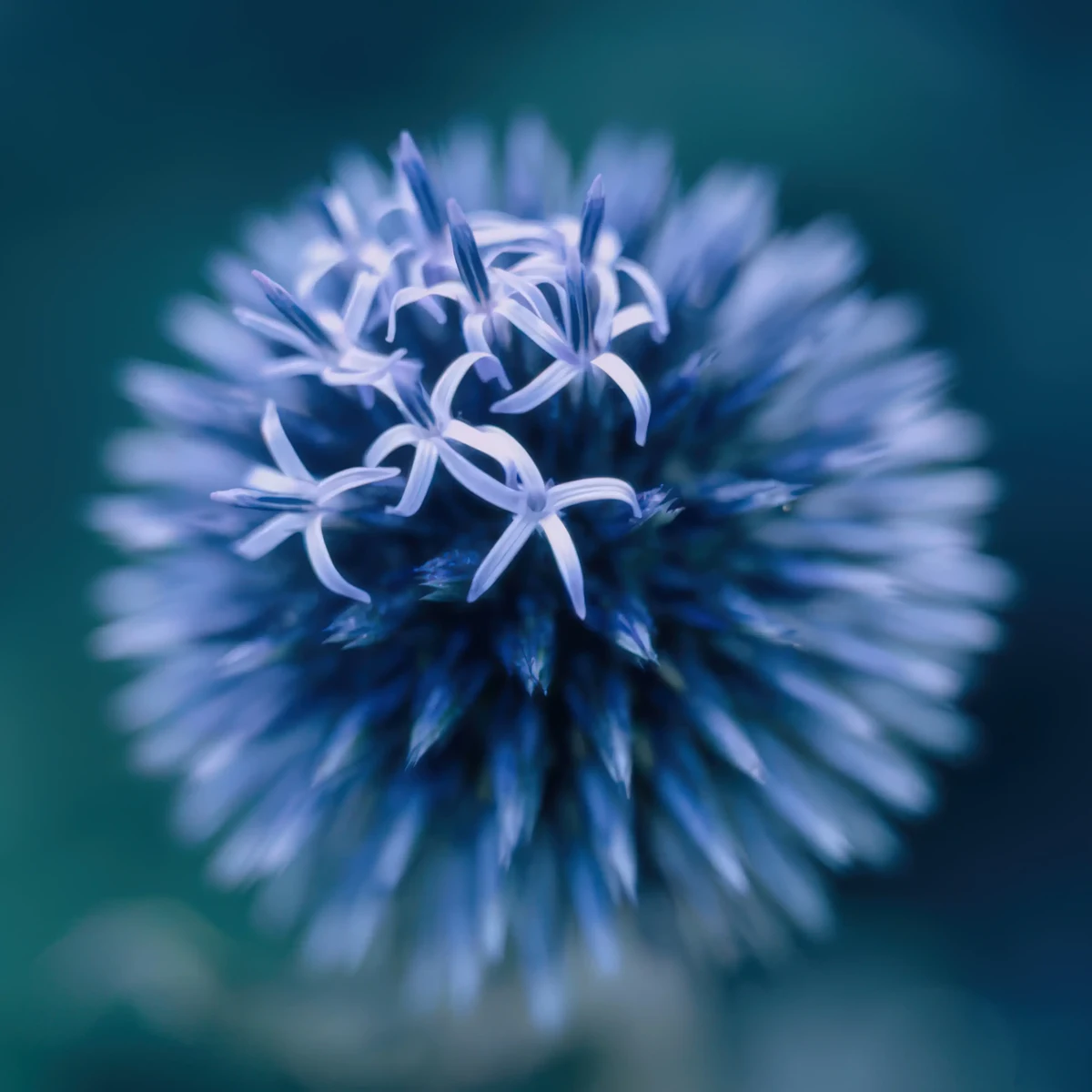 globe_thistle-echinops-ritro_4-4.webp