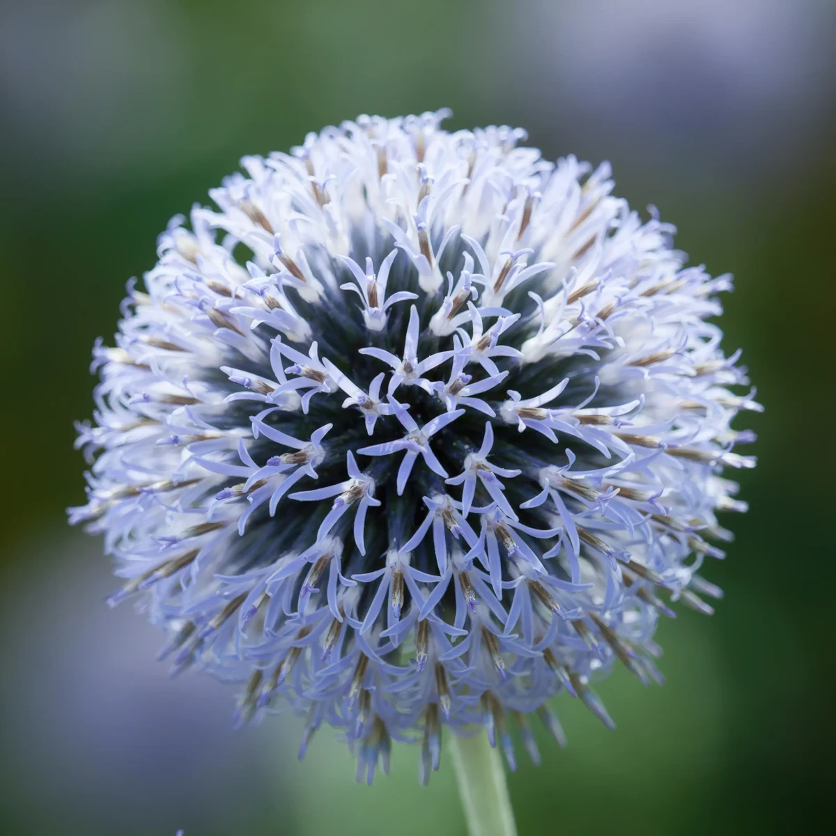 globe_thistle-echinops-ritro_5-4.webp