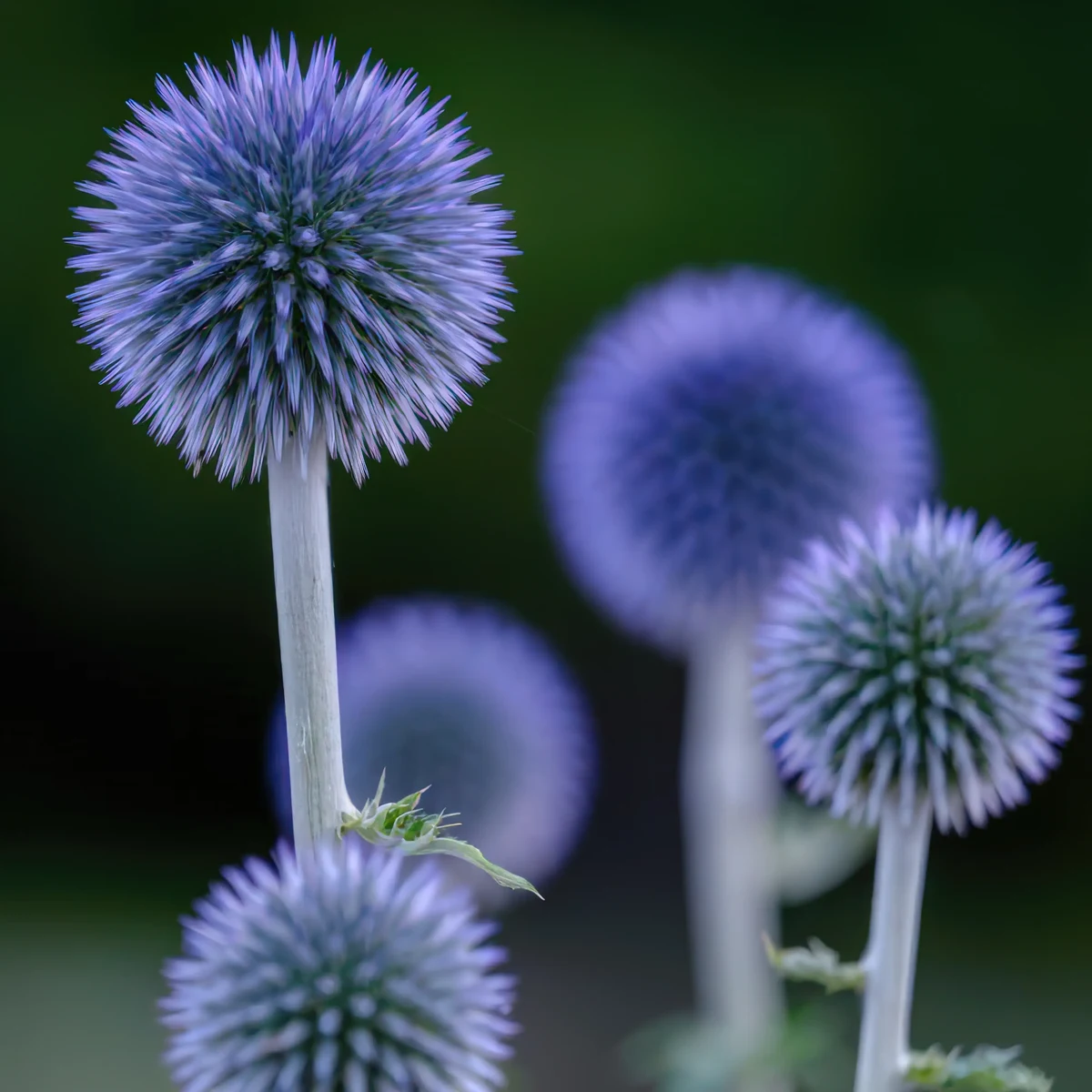globe_thistle-echinops-ritro_3-5.webp