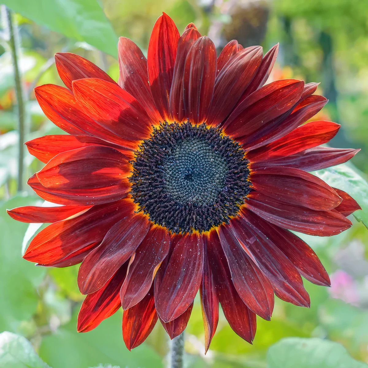 helianthus_velvet_queen_sunflowers01-2.webp
