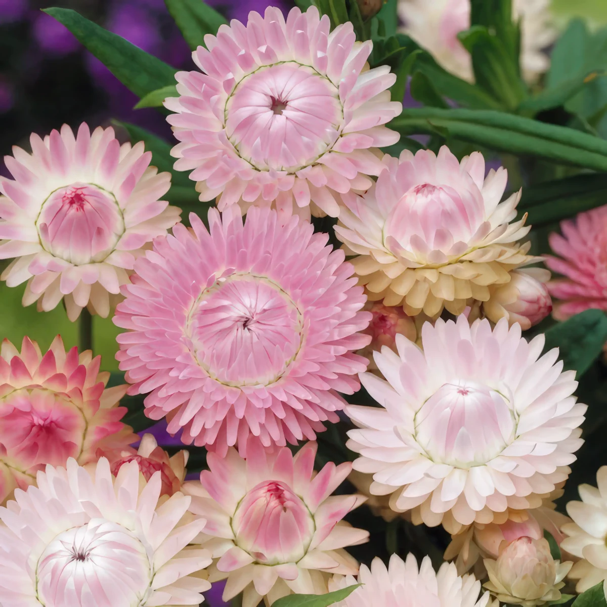 helichrysum-xerochrysum_bracteatum-silvery_rose_2-4.webp