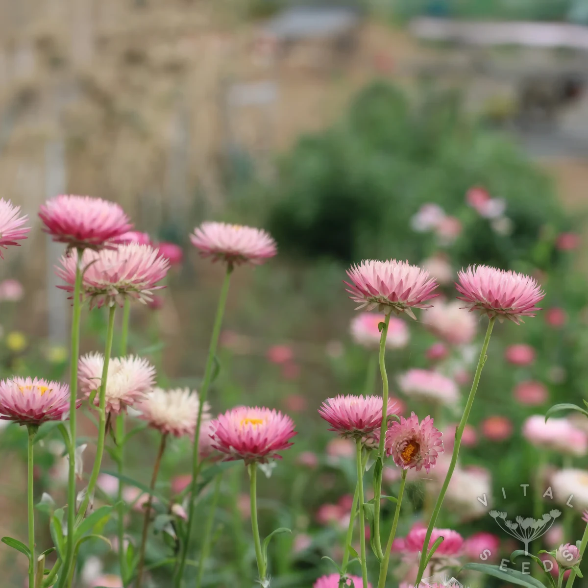 helichrysum-xerochrysum_bracteatum-silvery_rose_3-4.webp