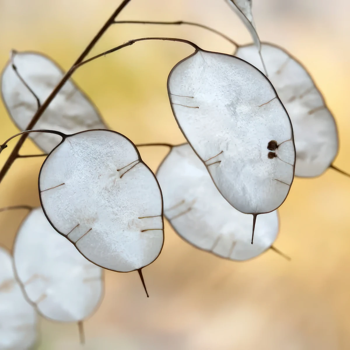 honesty-lunaria_annua-honesty_3-2.webp