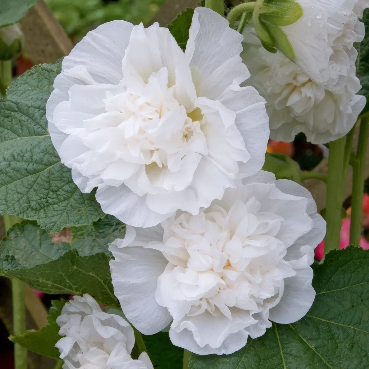 hollyhock-alcea-rosea-chaters-double-icicle-2-2.webp
