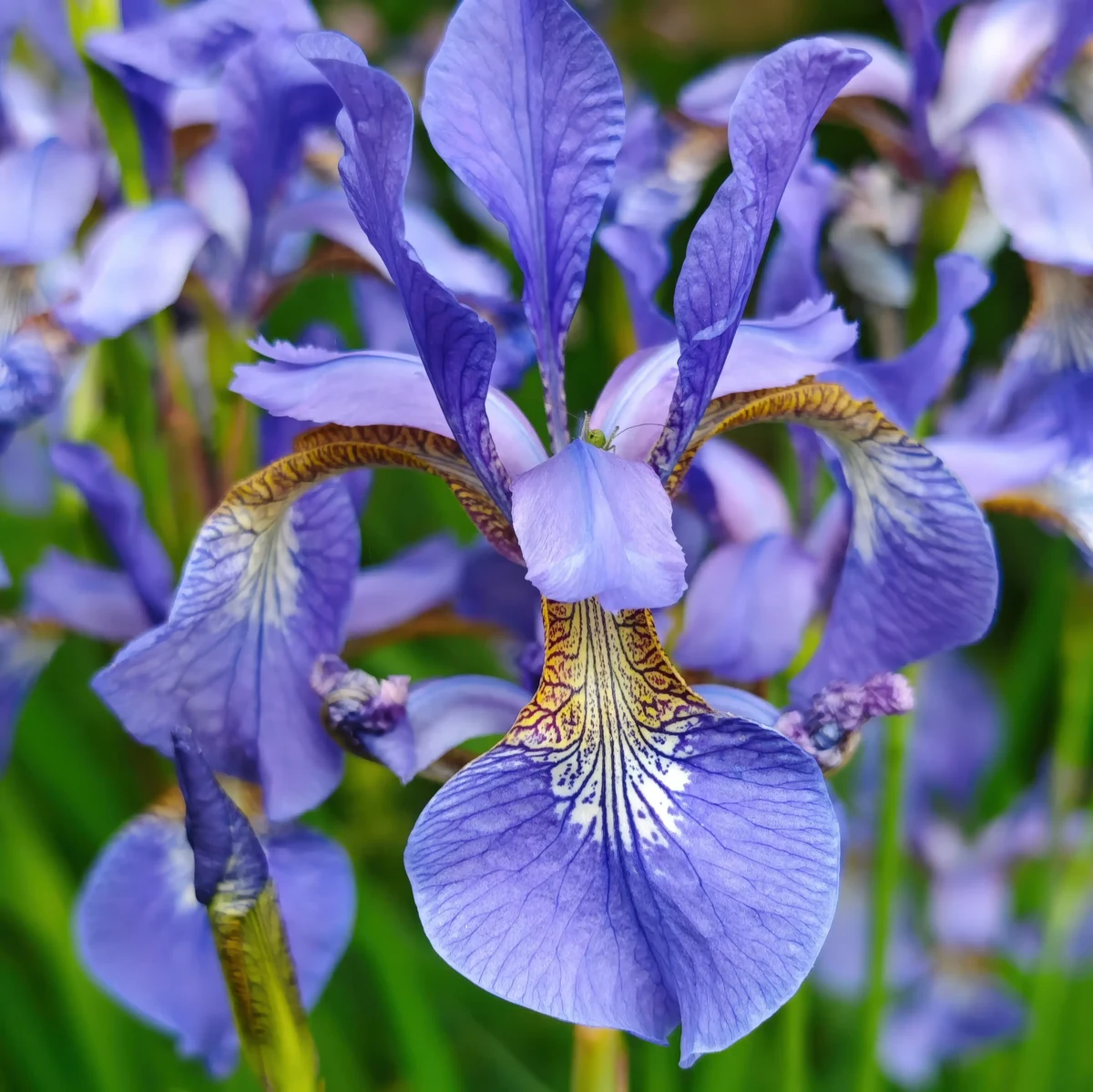 iris-iris-siberian-iris-sibirica-blue-violet-1-1.webp