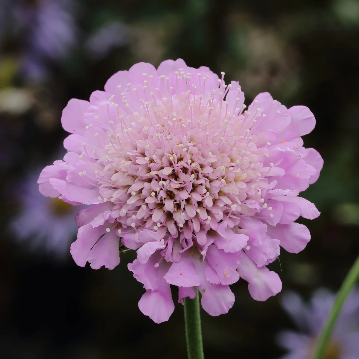 scabious-atropurpurea-pink-mist-1.webp